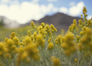 goldenrod and mountains
