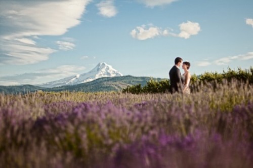 bride and groom in a lavender field under Mount Hood