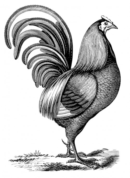 vintage rooster print