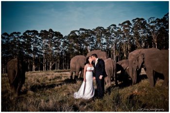 Elephant Park Wedding