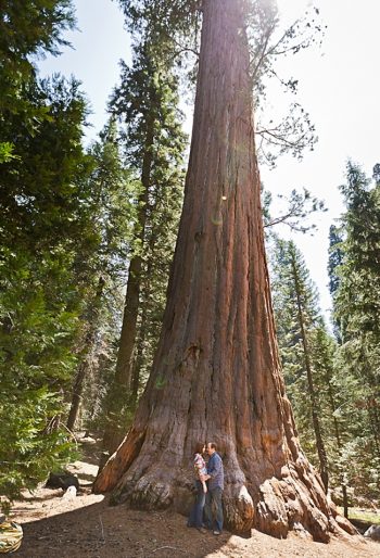 Sequoia National Park Engagement