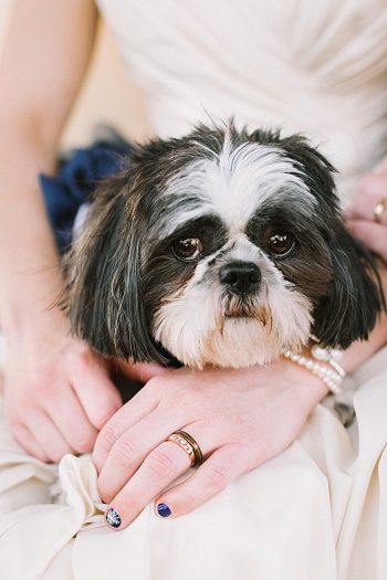 wedding dog | JoPhoto |Townsend Tennessee