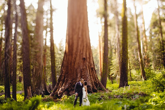 Sequoia Elopment