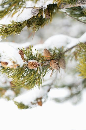 Idaho winter engagment by Kimbry Studios