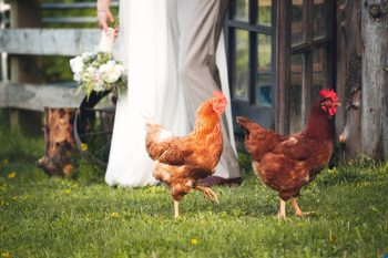 2 Chickens At A Wedding Sandpoint Idaho Mountain Wedding Amy Galbraith Photography | Via MountainsideBride.com