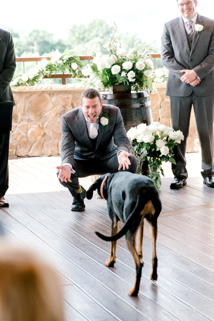 Pets At Weddings